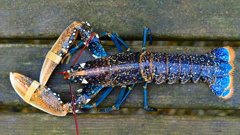 A photo of a blue lobster Remote Cabin, Lobster Art, Orange Spider, Blue Lobster, Pond Fish, Lion Fish, Blue Photo, Lobster Roll, Fish Sea