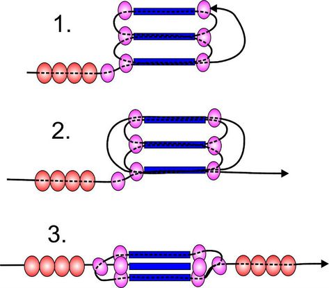 Beaded Bead, Beads Patterns, Beading Techniques, Beading Tools, Bead Weaving Patterns, Beaded Beads, Beaded Jewelry Tutorials, Seed Bead Tutorial, Beaded Rope