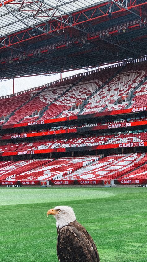 Benfica Wallpapers 4k, Portugal Football, Football Ronaldo, Benfica Wallpaper, Wallpaper Animes, Football Wallpaper, Arsenal, Iphone Wallpaper, Portugal