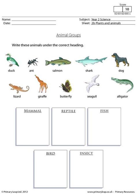 Science: Animal groups 1 | Worksheet | PrimaryLeap.co.uk Classification Of Animals Worksheet, Animal Groups Activities, Animal Classification Worksheet, Butterfly Worksheet, 2nd Grade Reading Worksheets, Read And Color, Animal Types, Animals And Their Homes, Plants Worksheets