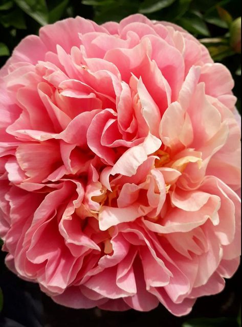 Kayleigh Ann peony | Available all year round | Free qoute Japanese Plants, Single Flowers, Planting Peonies, Peony Root, Organic Mulch, Peonies Garden, Herbaceous Perennials, Fragrant Flowers, Single Flower