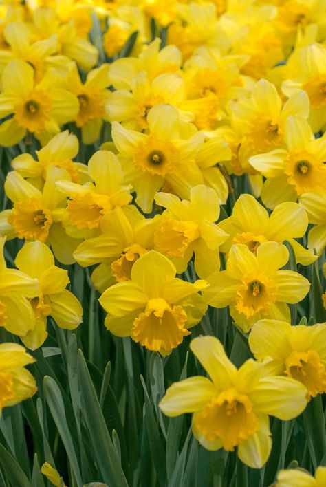 Flower Time Lapse, Daffodil Photography, Daffodil Wall Art, Narcissus Flowers, Daffodil Bouquet, Daffodil Flowers, Yellow Petals, Amaryllis Bulbs, Daffodil Bulbs