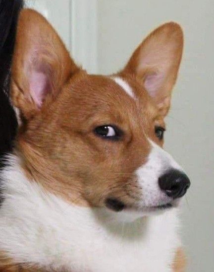 Corgi Side Eye, Corgi Meme, Funny Corgi Pictures, Dog Emotions, The Symbiotic Relationship Between, Angry Dog, Corgi Pictures, Dog Poses, Animal Puns