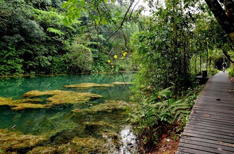 Macritchie Reservoir Singapore, Singapore Nature, Singapore Photography, Singapore Attractions, Singapore Things To Do, Singapore Trip, Water Catchment, Singapore Botanic Gardens, Asia Continent