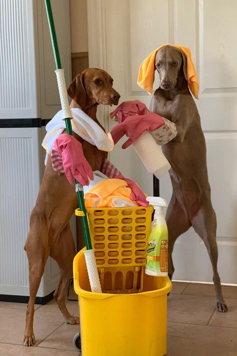 Missouri Dog Trainer's 3 'Eager' Canines Try to Complete Household Chores for Their Pet Parent Pet Branding, Adulting 101, Dogs At Home, Love And Loyalty, Dog Cleaning, Loyal Dogs, Puppy Play, People And Animals, Dog Help