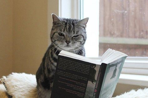 12 Cats Who are Serious About Reading. "Go away, I'm reading Purrnest Hemingway." Hemingway Cats, Cat Reading, Cat Books, Reading A Book, Funny Cat Memes, Cat Treats, Silly Cats, Crazy Cat Lady, Crazy Cats