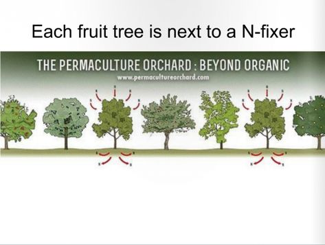 Fruit Garden Design, Permaculture Orchard, Fruit Tree Garden, Orchard Design, Food Forest Garden, Orchard Garden, Permaculture Gardening, Permaculture Design, Self Sufficiency