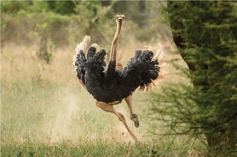 Land animal, can spot trouble 2 miles away. Their massive thigh muscles, elastic tendons, and long lean legs can power an escape at up to 40 miles an hour Ostrich Running, Running Photos, Big Birds, Head In The Sand, Lean Legs, Thigh Muscles, Out Of Africa, Baboon, Big Bird