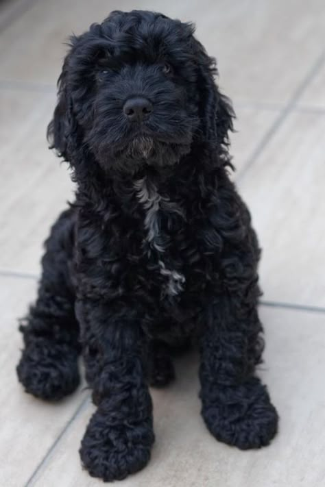 Cockapoo Puppies Black, Black Cockapoo Puppies, Cavapoo Black, Cockapoo Black, Black Cavapoo, Black Labradoodle, Black Cockapoo, Doodle Dogs, Cockapoo Dog