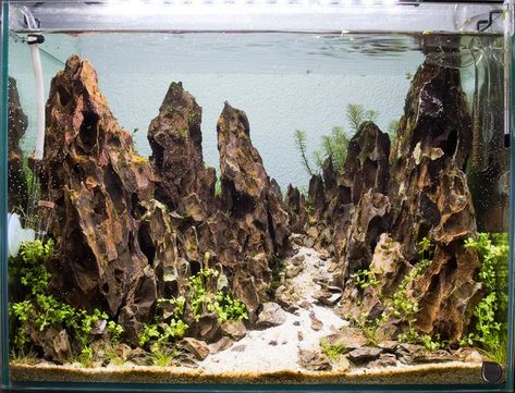 Dragon Stone Aquascape, Stone Aquascape, Bonsai Forest, Aquascape Design, Betta Aquarium, Dragon Stone, Fresh Water Fish Tank, Aquarium Setup, Mountain Images