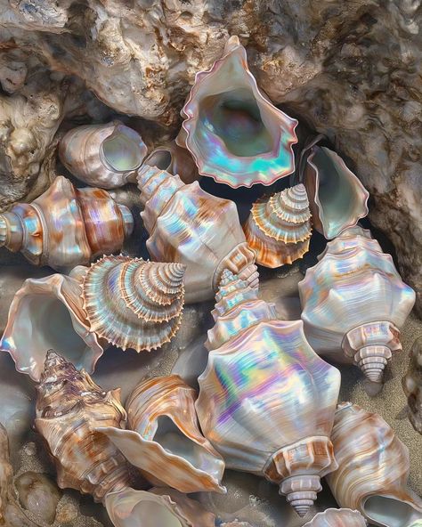 Shells ... . . #shells #sea #diamond #gold #beach Sea Shells Aesthetic, Shells Aesthetics, Aesthetic Shells, Pretty Shells, Collecting Seashells, Pretty Water, Shells Beach, Gold Beach, Ocean Treasures