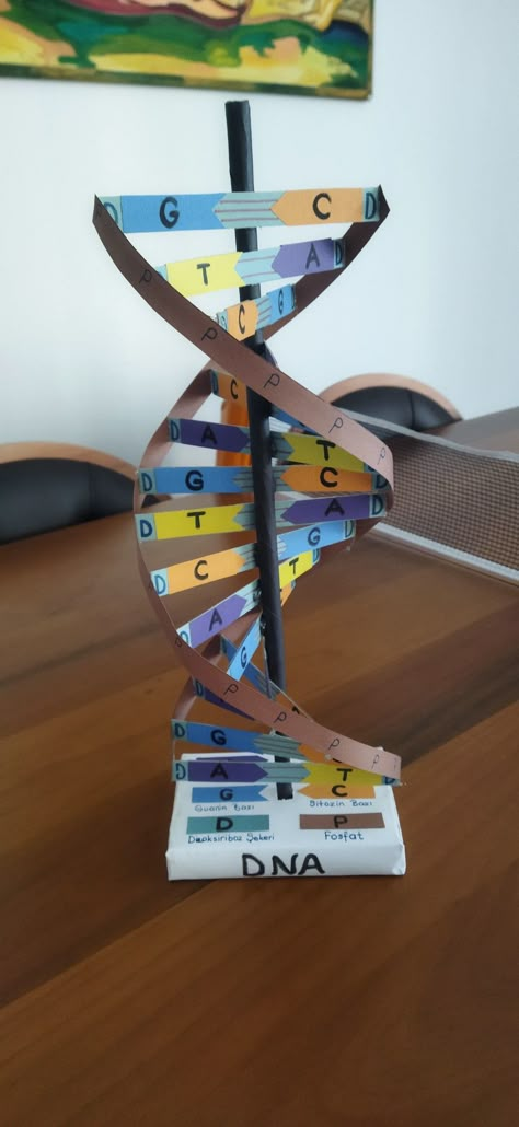 How To Make A Dna Model Project, Dna Models Projects, Dna Double Helix Model Projects, Dna Strand Project, Easy Dna Model Project, 3d Dna Structure Project, How To Make Dna Model, Dnk Model Diy, Dna Structure Model Project