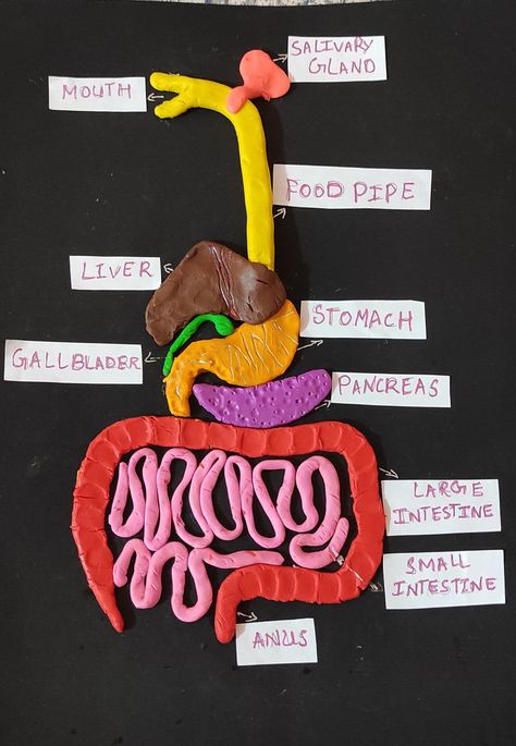 Digestive System Clay Model, Food Chart For Kids, Digestive System Project, Digestive System For Kids, Digestive System Model, Digestive System Diagram, Human Digestive System, Food Chart, Food Infographic