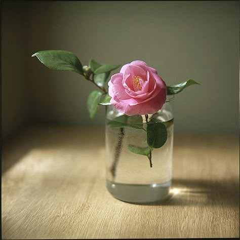 Flower In Jar, Plant Based Soups, Herb Garden In Kitchen, Flowers In Jars, Garden Terrarium, Arte Floral, Flower Beauty, Flower Images, Flower Pictures