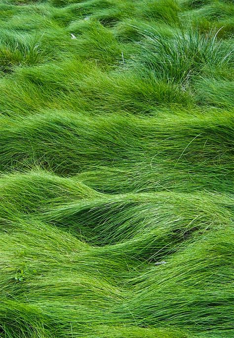 Green Grass Fescue Grass, Blowing In The Wind, Green Nature, World Of Color, Green Grass, Photography Nature, Color Of Life, Green Aesthetic, Go Green