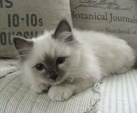 Ragdoll Kittens, Birman Cat, Söt Katt, Image Chat, Pretty Animals, Cat Aesthetic, Cute Cats And Kittens, Cute Kittens