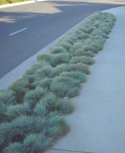 Parking Strip Blue Fescue Festuca Glauca, Fescue Grass, Blue Fescue, Ornamental Grass, Chicken Houses, Front Yard Ideas, Native Garden, Herbaceous Perennials, Grass Seed