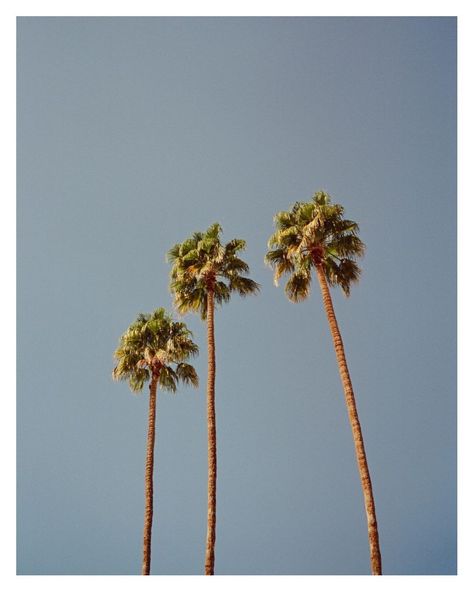 Three palms tress 50s California Aesthetic, Vintage La Aesthetic, California Aesthetic Vintage, 80s California Aesthetic, 70s California Aesthetic, Retro California Aesthetic, Northern California Aesthetic, Vintage California Aesthetic, Southern California Aesthetic