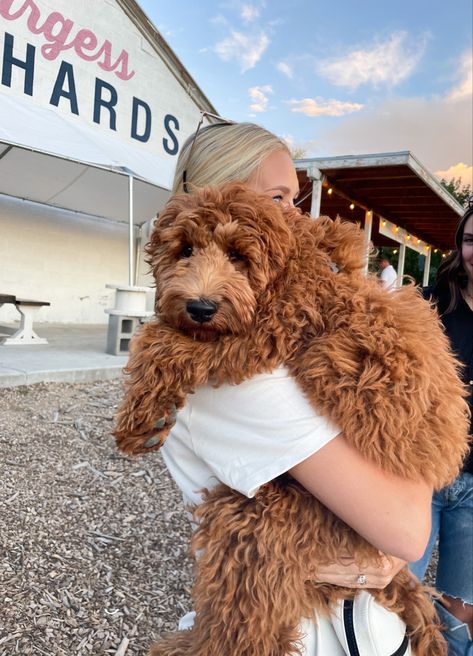 Cute Full Grown Dogs, Brown Curly Puppy, Mini Red Goldendoodle, Curly Dog Breeds, Golden Doodle Picture Ideas, Golden Poodle Puppy, Goldendoodle Curly Hair, Curly Hair Dogs Breeds, Merle Mini Goldendoodle