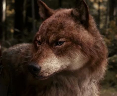 Jacob Wolf Twilight, Red Wolf Aesthetic, Jacob Black Wolf, Twilight Werewolves, Big Wolves, Wolf Twilight, Jacob Wolf, Twilight Wolves, Twilight Wolf Pack