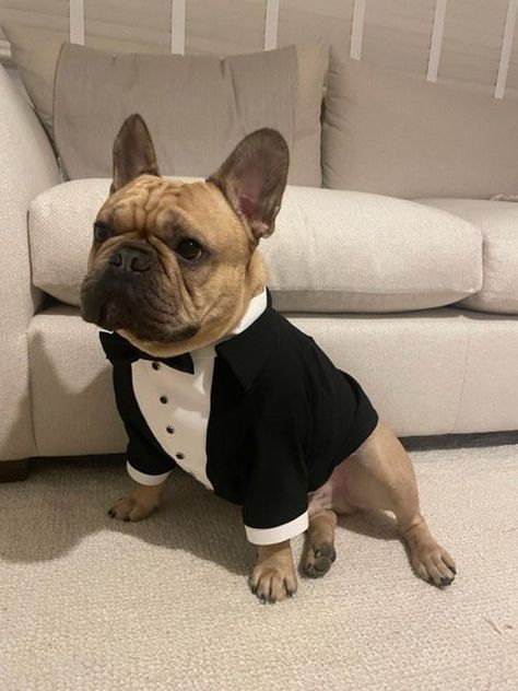 Excited to share this item from my #etsy shop: Black wedding dog tuxedo Formal dog suit French bulldog suit Luxury dog outfit Customized dog suit Birthday dog costume Dog wedding attire French Bulldog Wedding Outfit, Puppy Wedding Outfits, Frenchie At Wedding, Dog Suit Wedding, French Bulldog Ring Bearer, Frenchie Wedding, French Bulldog Outfits, Funny Packaging, French Bulldog Wedding