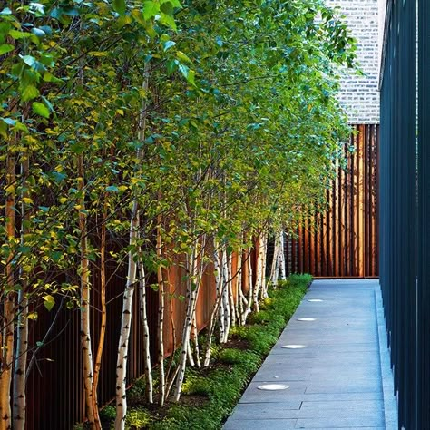 Use a row of white bark birch trees along a fence line to give additional privacy. Garden Fence Design, Fence Design Ideas, Privacy Trees, Side Yard Landscaping, Privacy Landscaping, Backyard Privacy, Fence Landscaping, Side Garden, Have Inspiration