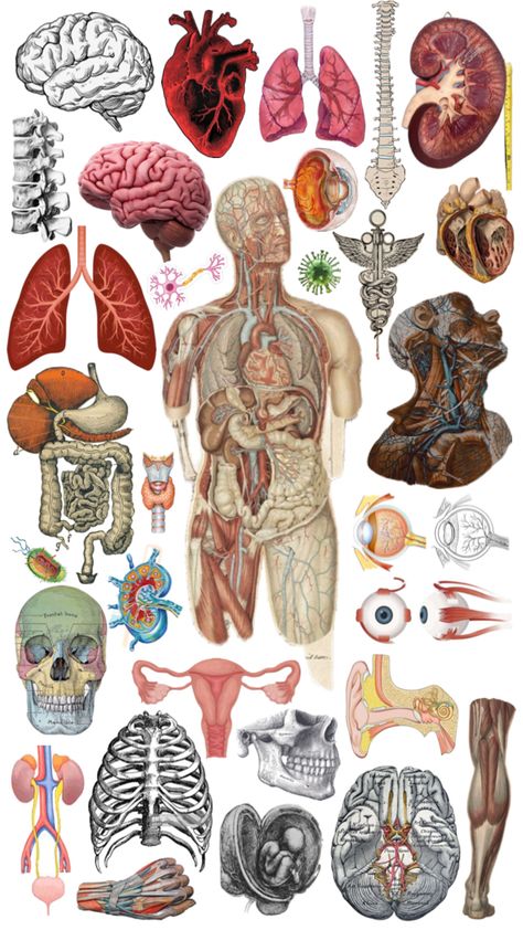 Anatomy And Physiology Wallpaper, Aesthetic Med Notes, Human Body Systems Notes Aesthetic, Pharmacology Stickers, Human Body Anatomy Aesthetic, Lungs Art Anatomy, Human Anatomy Wallpaper, Organs Art Aesthetic, Anatomy And Physiology Aesthetic