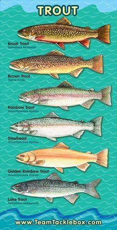 Fish Chart, Trout Fishing Tips, Fly Fishing Tips, Bass Fishing Tips, Fishing Techniques, Brown Trout, Types Of Fish, Lake Fishing, Freshwater Fishing