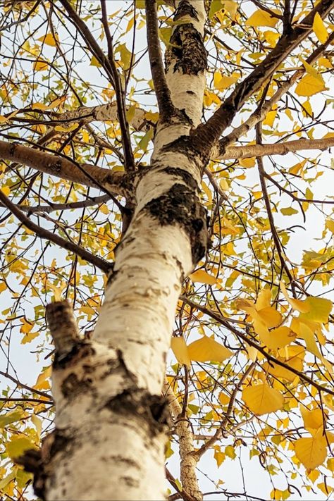 Birch Tree Birch Aesthetic, Fairy Trap, Birch Tree Photography, Trap Illustration, Caddo Lake, Scenic Painting, White Birch Trees, Tree Identification, Landscape Reference