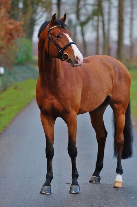 Chestnut Horses, Horse Standing, Bay Horses, Beautiful Horse Pictures, Bay Horse, Thoroughbred Horse, Most Beautiful Animals, Chestnut Horse, Brown Horse