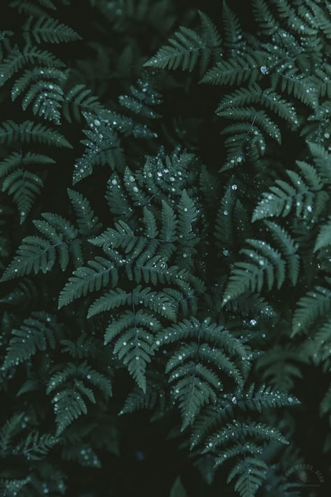 Forest Green Aesthetic, Nordic Nature, The Sound Of Rain, Dark Naturalism, Green Aesthetics, Dark Forest Aesthetic, Dark Green Wallpaper, Forest Aesthetic, Forest Color