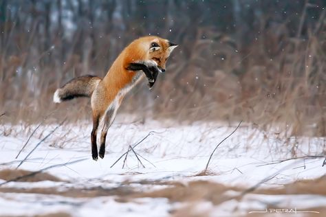 Rarest Animals, Colorado Wildlife, Jumping Fox, Cunning Fox, Fox Tattoo Design, Animal Paintings Acrylic, Fox Photography, Artsy Photography, Foxes Photography