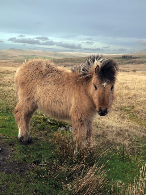 Dartmoor pony foal | Dartmoor, Devon, England | Chris | Flickr Autumn Mood Board, Save Our Souls, European Bucket List, Horse Memes, Dartmoor National Park, Horse Anatomy, Jesus Mary And Joseph, Devon England, Hidden Beauty