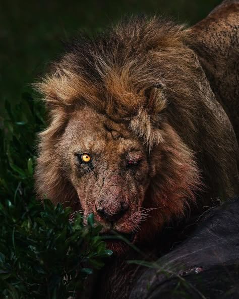 León, Leones, Lion, Big cat, Animal, Naturaleza,Scar león Predator Aesthetic, Wounded Lion, Lions Hunting, Lion Eating, Scary Lion, Lion Pics, Lion Aesthetic, Lion Attack, Barbary Lion