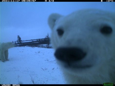 Polar Bear, Log In, Log