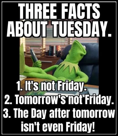 Tuesday Humor Positive, Tuesday Quotes Funny, Kermit Funny, Funny Day Quotes, Morning Memes, Good Morning Funny Pictures, Friday Fun, Tuesday Humor, Tuesday Quotes