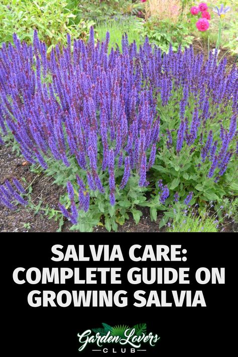 Salvia Plant Landscaping Ideas, Blue Salvia Landscaping, Meadow Sage Salvia, Salvia May Night, Salvia Victoria Blue, Purple Salvia Landscaping, Salvia Landscaping Front Yards, Pink Profusion Salvia, Perennial Salvia Plant