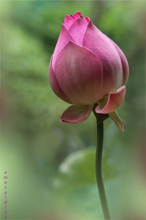 Lotus Lotus Flower Pictures, Lily Lotus, Nature Pics, Lotus Flowers, Flower Box, Seed Pods, Water Flowers, Flower Bud, Exotic Flowers