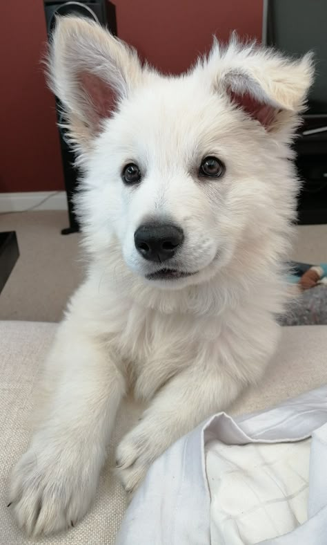 Bolt Disney, White Fluffy Dog, Snow Puppy, Calming Aesthetic, Small Puppy, White German Shepherd, White Puppies, Really Cute Dogs, Shepherd Puppy