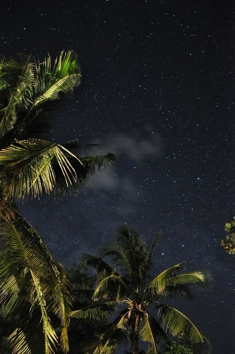 Summer Night Aesthetic, Summer Nights Aesthetic, Palm Trees Wallpaper, Trees Wallpaper, Night Scenery, Pretty Landscapes, Tree Wallpaper, Night Aesthetic, The Night Sky