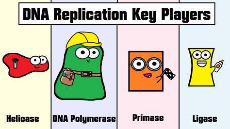 Learn all about DNA replication and the four key players (ligase, helicase, DNA polymerase, and primase) in our video! http://youtu.be/5qSrmeiWsuc Molecular Biology And Genetics Wallpaper, Genetics Notes Biology, Enzymes Biology, Dna Ligase, Dna Polymerase, Genetics Memes Funny, Biology Humor, Stem Challenge, Dna Memes Funny