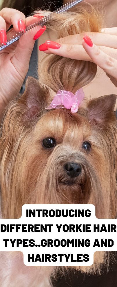 Do you know that there are many and different yorkie hair types?!, this small loving creature has many unique traits. Yorkie’s hair is one of the main characteristics that make Yorkie stand out from other breeds. However, it may vary between them depending on their genes. You may see a yorkie with curly hair or silky haired yorkie with different colors as well. Keep reading to learn more about different coat types, how to take care of each one, and different fashionable hairstyles. Yorkie Cuts Haircuts, Grooming Yorkies, Yorkie Hair, Yorkie Cuts, Yorkie Hairstyles, Puppy Haircut, Yorkie Haircuts, Coat Types, Fashionable Hairstyles