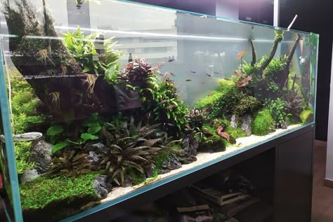 100 Gallon Aquarium, Aquarium Design Ideas, Aquarium Home, Aquascaping Ideas, Aqua Scape, Aquascape Ideas, Formal Garden Design, Wall Insert, Aquascape Design