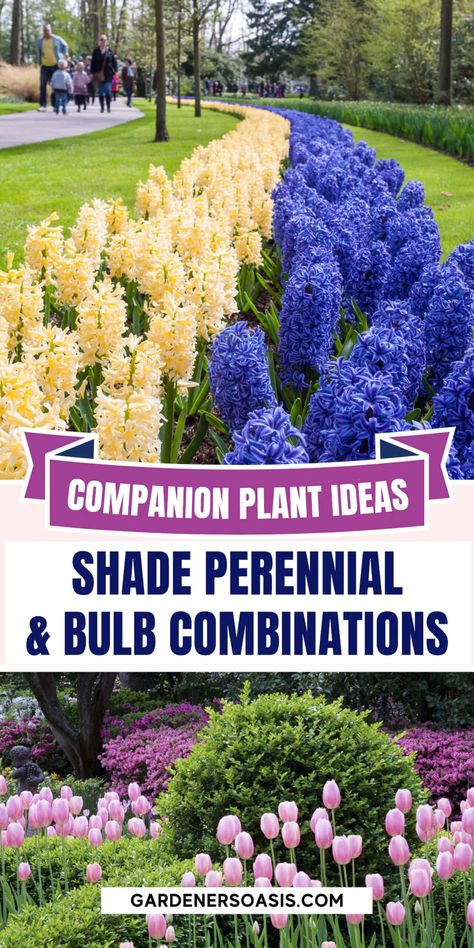 Shade Perennials to Plant With Spring Bulbs | Perennial Shade Plants Bulbs That Grow In Shade, Bulbs For Shade, Partial Shade Perennials, Shade Perennial Garden, Shade Flowers Perennial, Perennial Bushes, Spring Bulbs Garden, Shade Loving Flowers, Bulb Garden