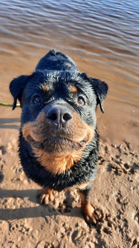 Rotwellier Puppy, Silly Rottweiler, Rottweiler Aesthetic, Rottie Puppies, Rott Weiler, Rottweiler Cute, Rottweiler Pictures, Puppy Care Tips, Cute Rottweiler