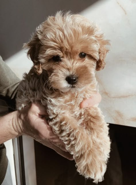 Cute Fluffy Puppies, Golden Doodles, Very Cute Puppies, Maltipoo Puppy, Cavapoo Puppies, Super Cute Puppies, Fluffy Puppies, Cute Animals Puppies, Very Cute Dogs