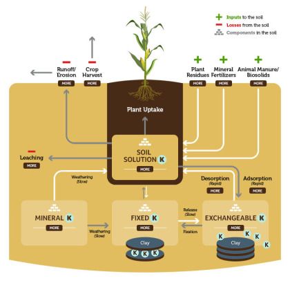 Nutrient Cycling in the Environment Nutrient Cycle, Nitrogen Cycle, Crop Field, Phytic Acid, Crop Production, Franklin D Roosevelt, Soil Testing, Symbiotic Relationships, Severe Weather