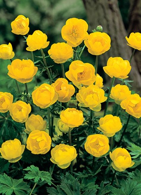 Yellow Monday: Top Ten Yellow Flowers | AnOther Globe Flower, Buttercup Flower, Rock Garden Plants, نباتات منزلية, Backyard Flowers, Pond Plants, Garden Whimsy, Yellow Daffodils, Fast Growing Plants