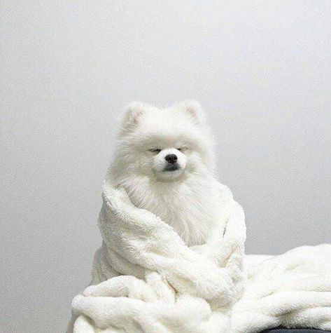 Bee Aesthetic, Image Chat, Grl Pwr, White Dog, White Dogs, Cute Creatures, A Blanket, Siberian Husky, White Aesthetic