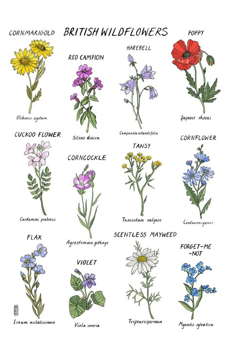 British Wild Flowers, Wildflower Paintings, Flower Guide, Illustration Botanique, Pola Sulam, A Sentence, Flower Names, Language Of Flowers, Botanical Drawings